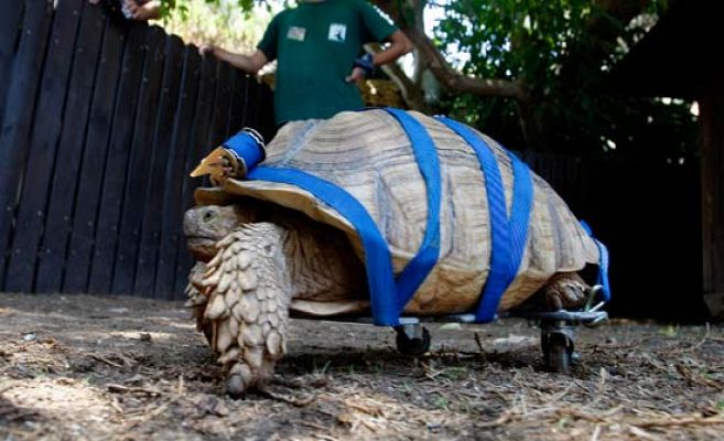 Taraba, la tortuga con ruedas