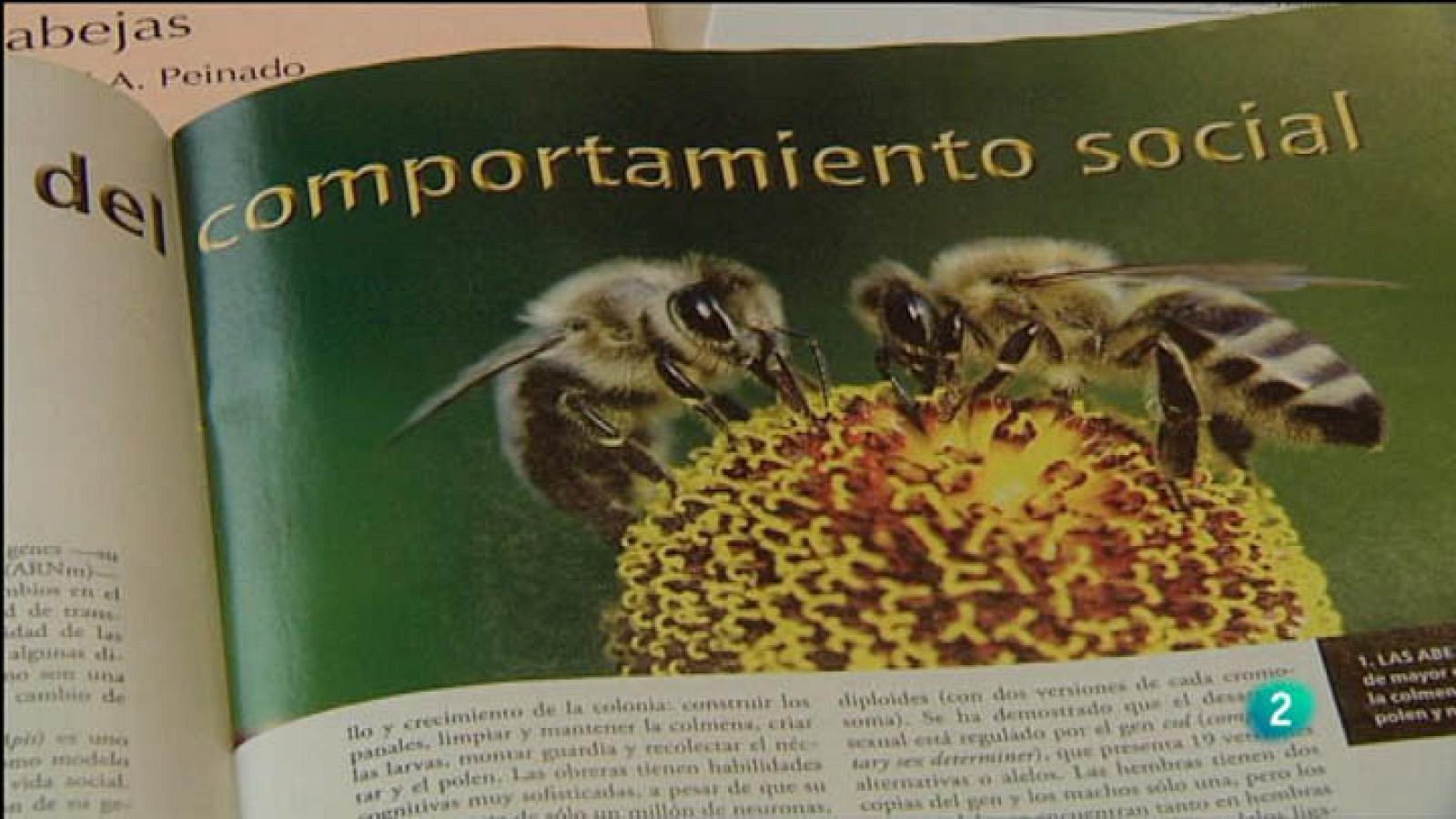 Para Todos La 2 - Vídeo - Epigenética