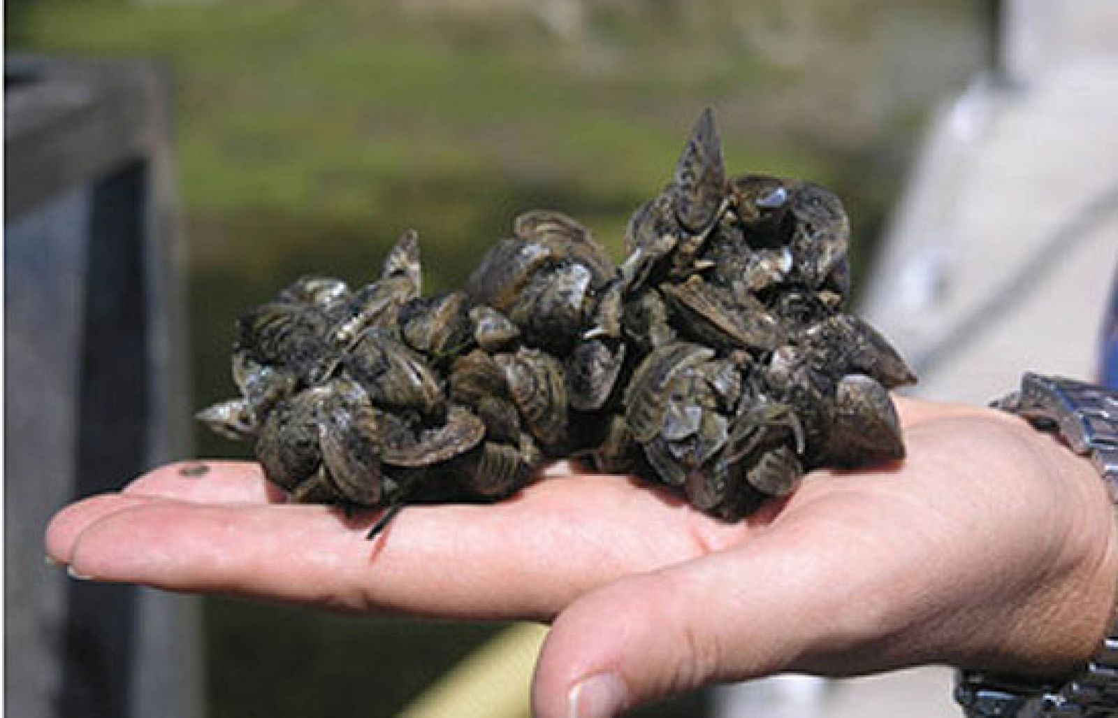 El mejillón cebra ha llegado ya al Pirineo aragonés y al País Vasco - Ciencia y tecnología en Rtve.es | Ver