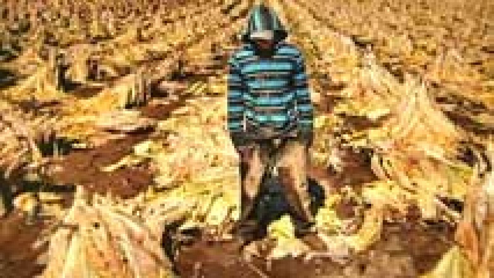 Trabajo infantil: miles de niños son explotados por las tabacaleras en Estados Unidos