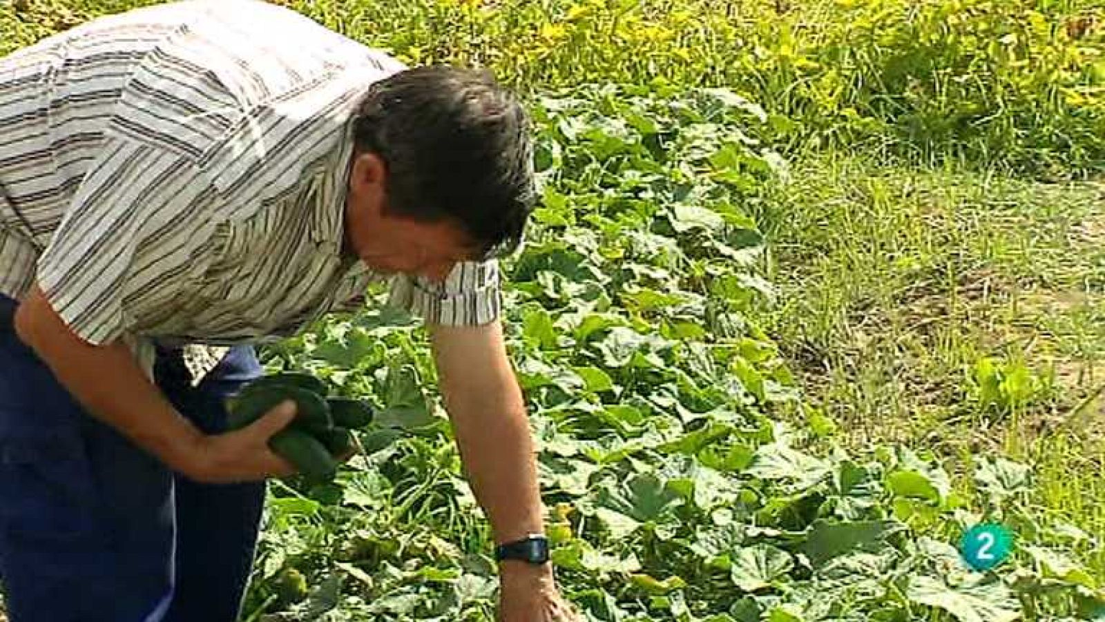 Agrosfera - 14/06/14 - ver ahora