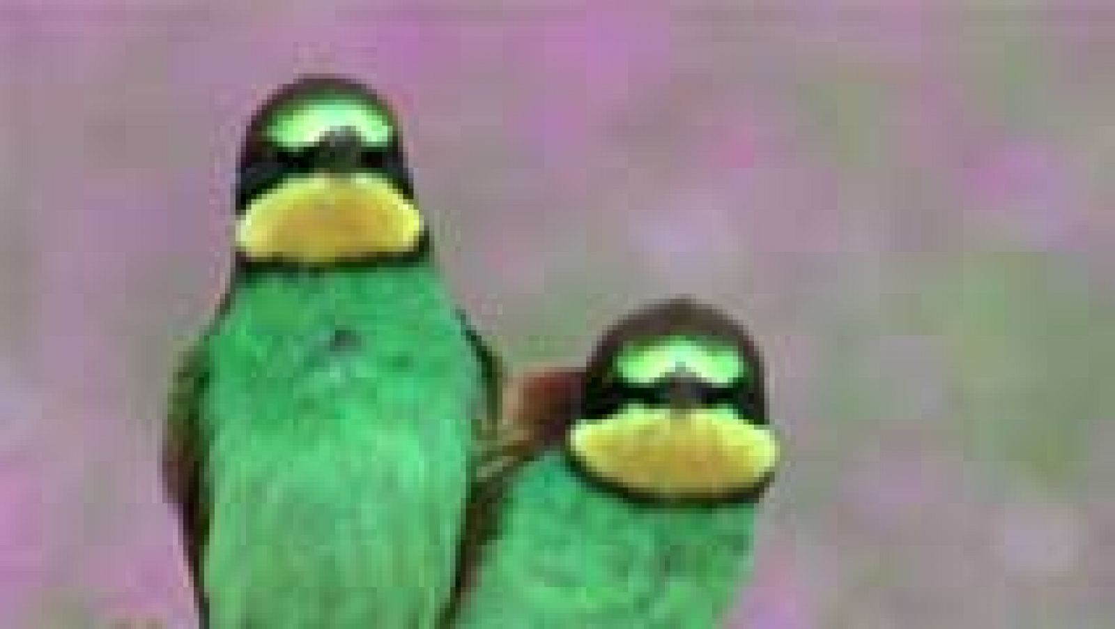 Los pájaros no orinan