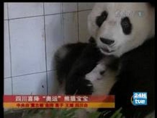  - Un panda olímpico