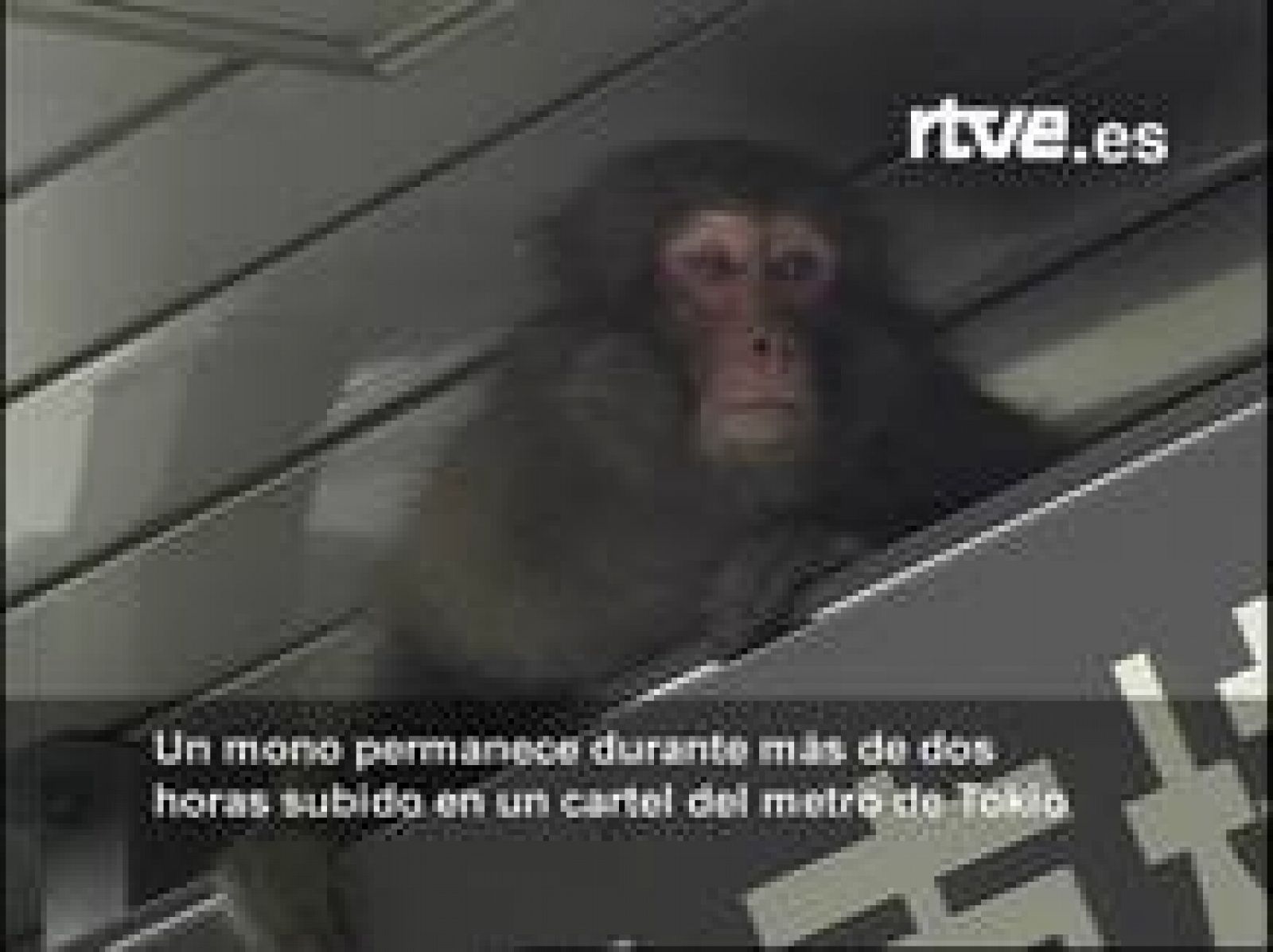 Sin programa: Un mono en el metro de Tokio | RTVE Play