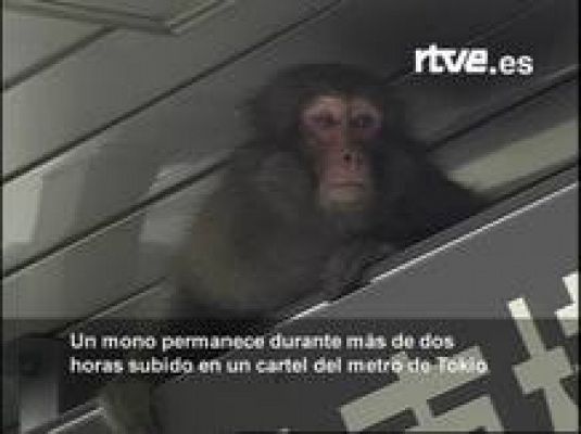 Un mono en el metro de Tokio