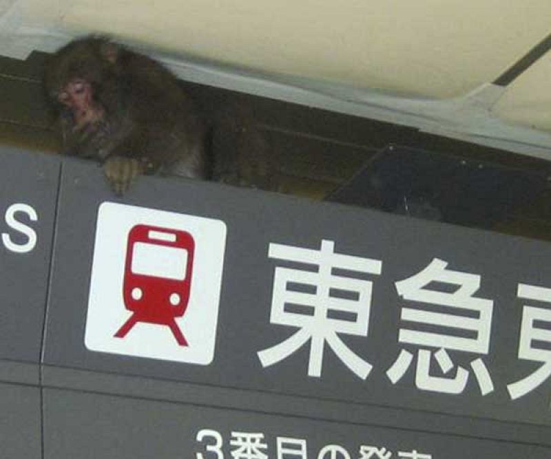 Un mono se cuela en el metro de Tokio