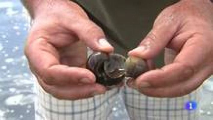 L'Informatiu - Gairebé ha desaparegut tot el cargol poma