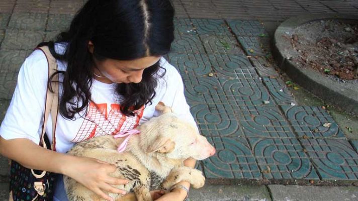 Telediario 1 - Síndrome de Noé