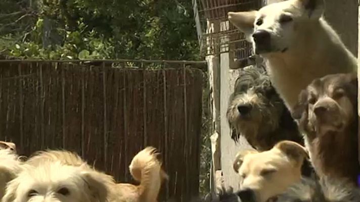 Telediario 1 - El síndrome de Noé, la acumulación de animales