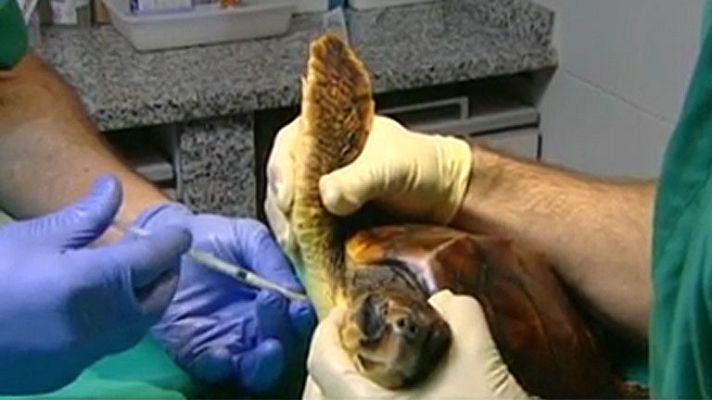 Telediario 1 - Los temporales han afectado a las aves más que el Prestige