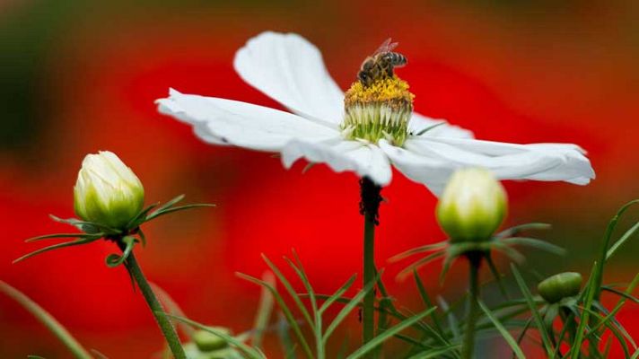 El tiempo - Poco nuboso excepto en Galicia, Canarias y Cataluña