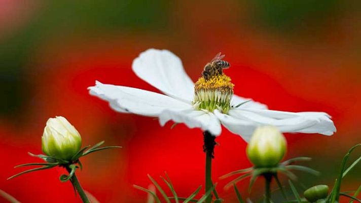 El tiempo - El viento flojo en general en la Península y Baleares