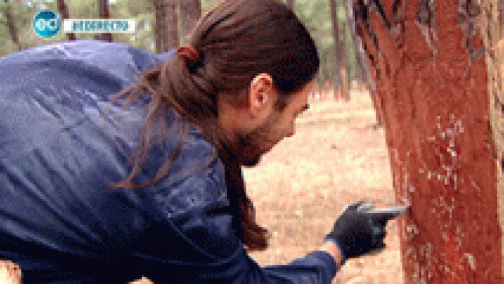 España Directo - Un empleo singular: recoger resina