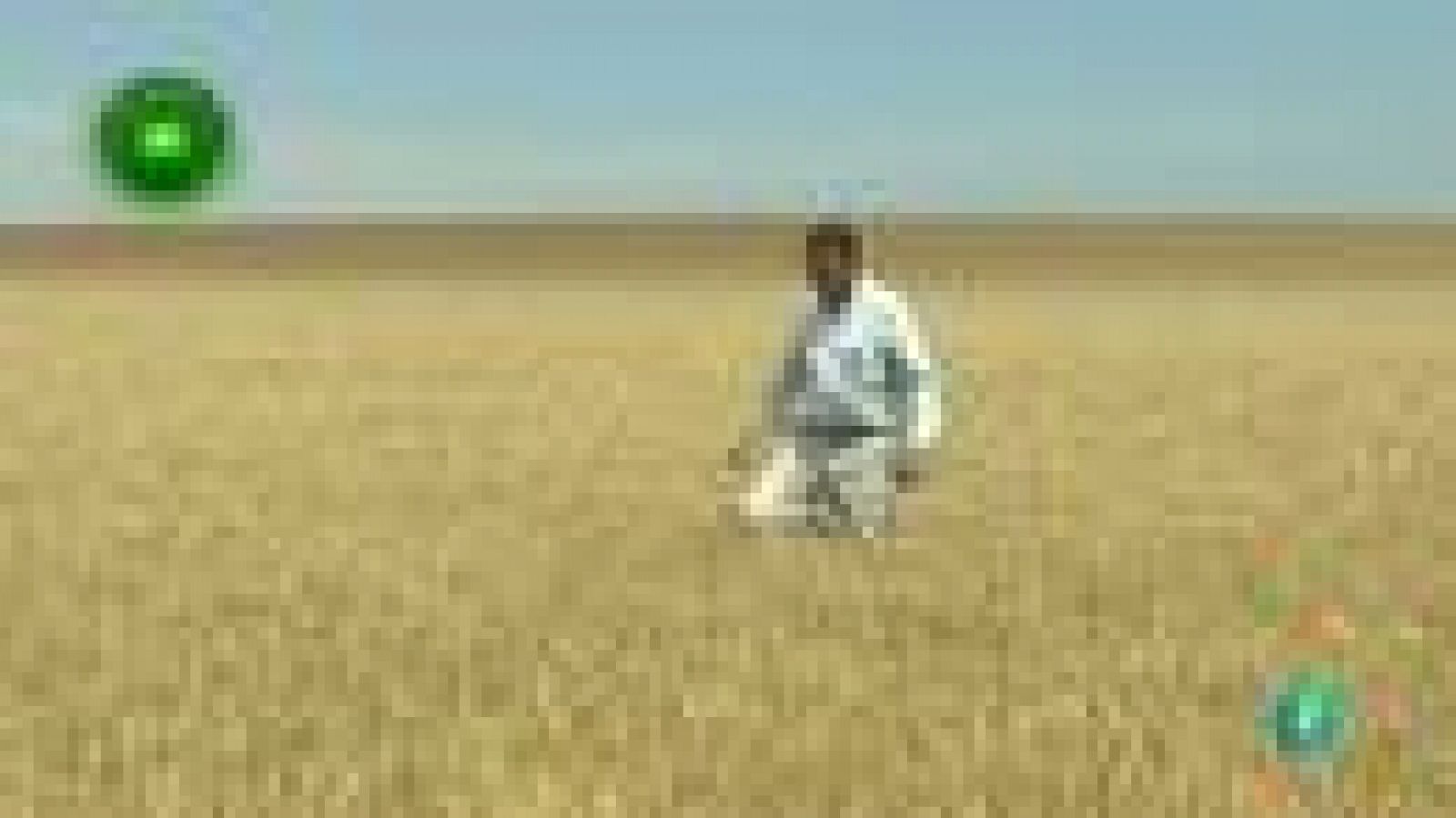 Agrosfera - En primer plano - Cebada cervecera