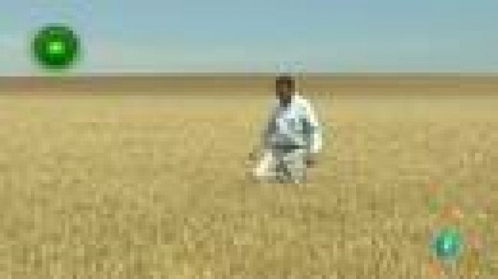 Agrosfera - Cebada cervecera