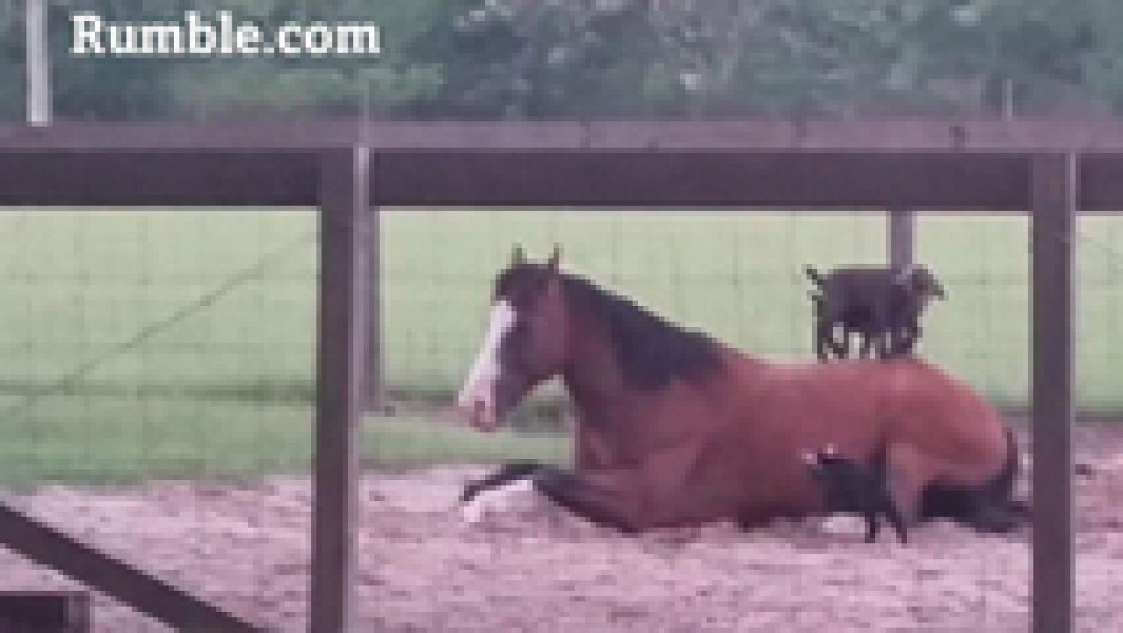 Mr. G, el caballo más paciente del mundo