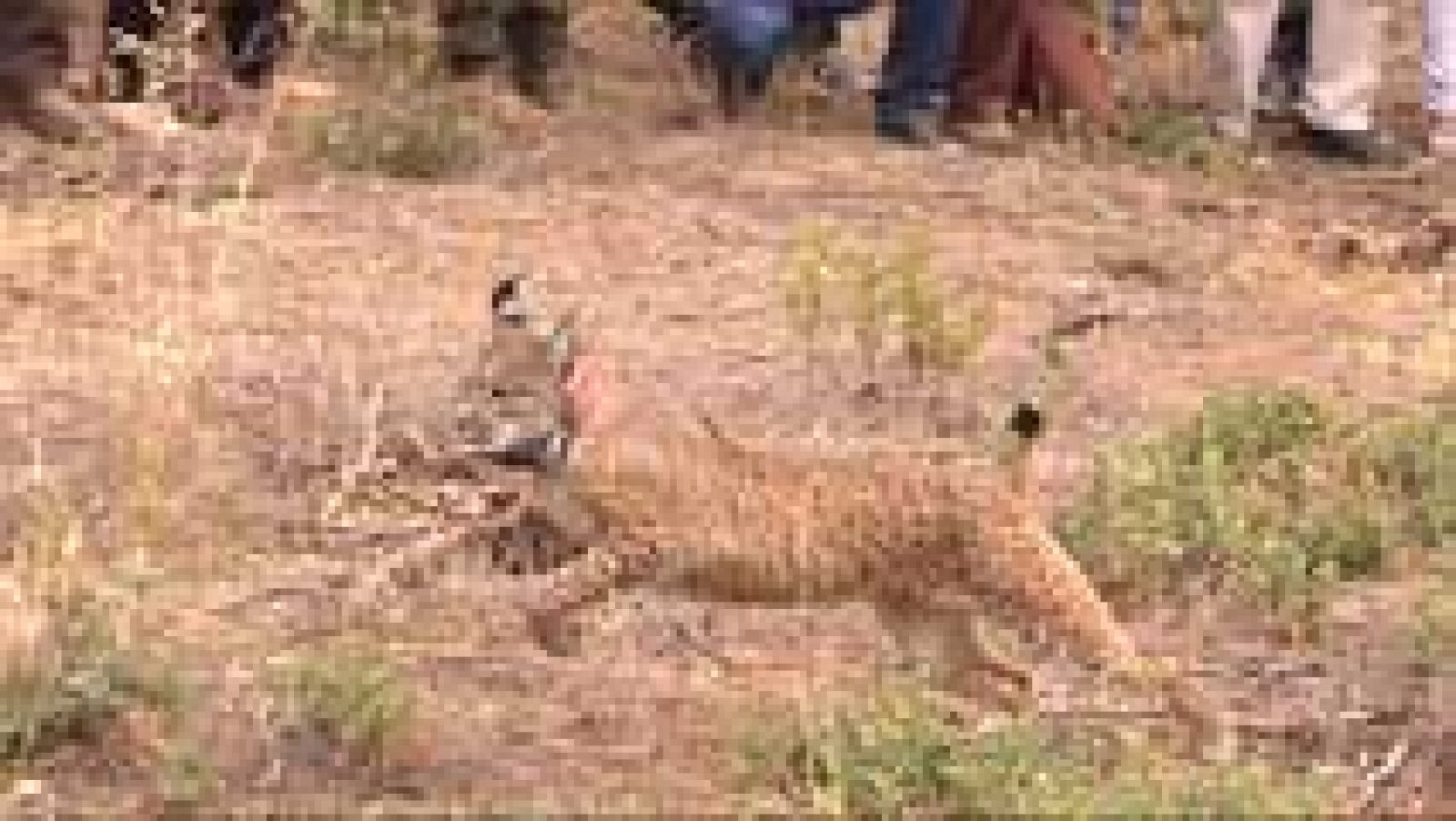 Telediario 1: Comienzan las sueltas de linces ibéricos | RTVE Play