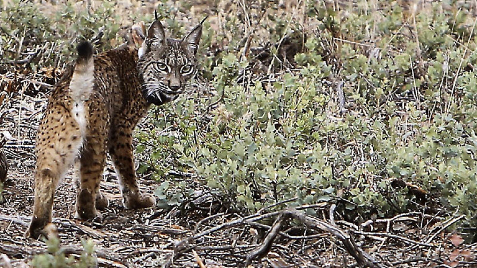 Sueltan ejemplares de linces ibéricos en Castilla-La Mancha