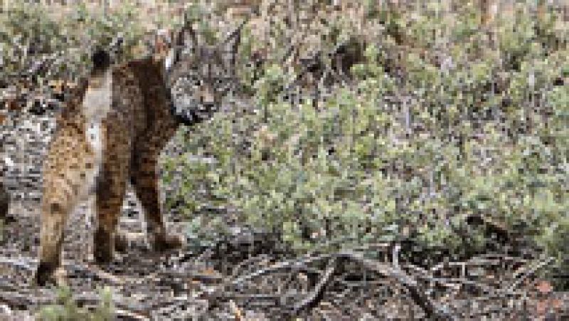 Sueltan ejemplares de linces ibéricos en Castilla-La Mancha 