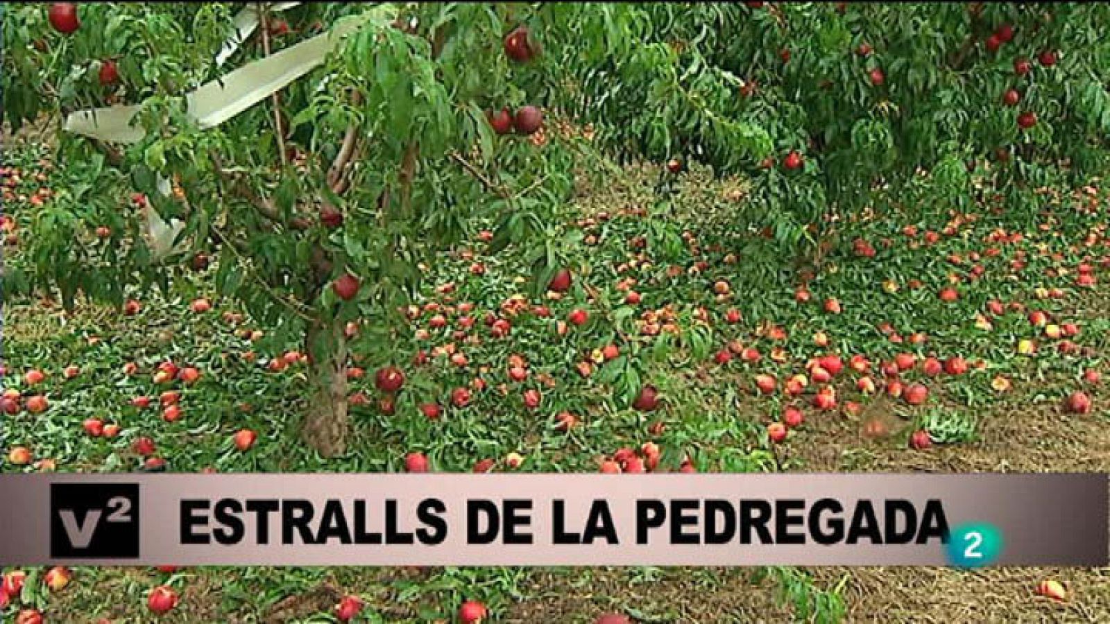 Vespre a La 2 - Informatiu - 03/07/14