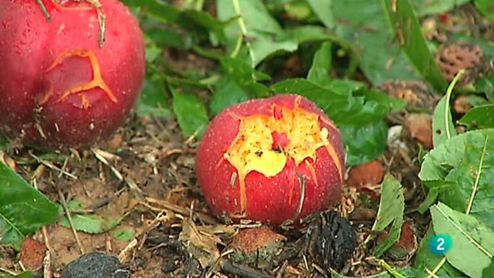 Agrosfera - 05/07/14 - ver ahora