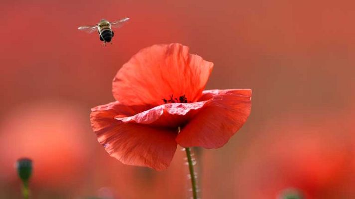 Informativo de Madrid - El Tiempo en la Comunidad de Madrid - 08/07/14