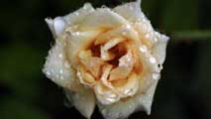 El tiempo - Chubascos débiles y nublado