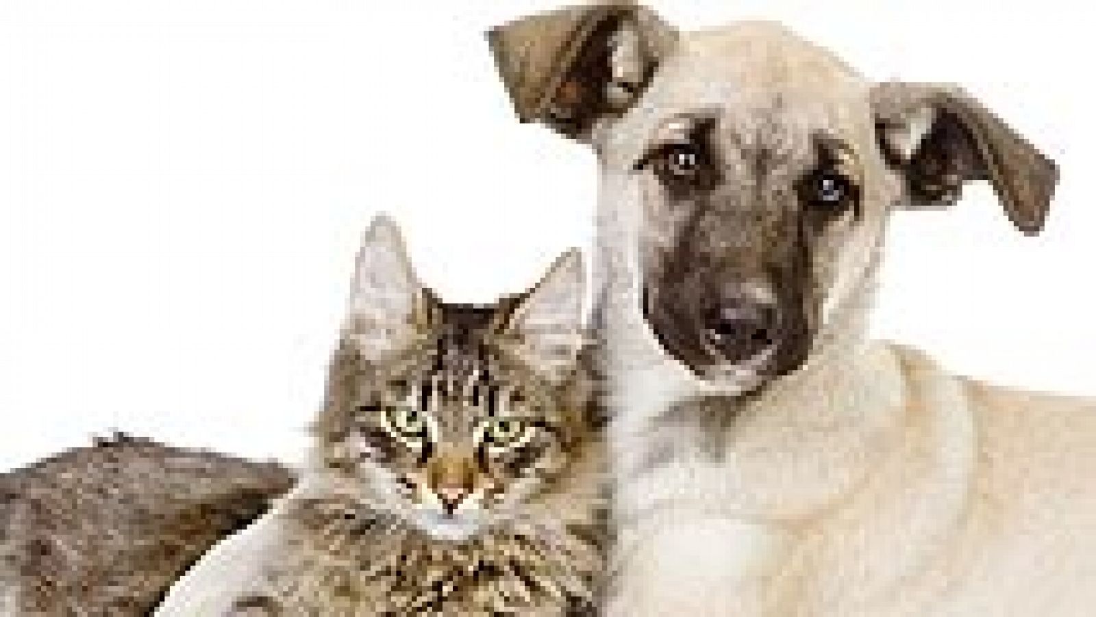 Telediario 1: Ley para prohibir la exhibición de mascotas en escaparates | RTVE Play