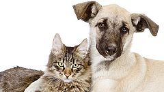 Una nueva ley prohibirá la exhibición de animales en escaparates