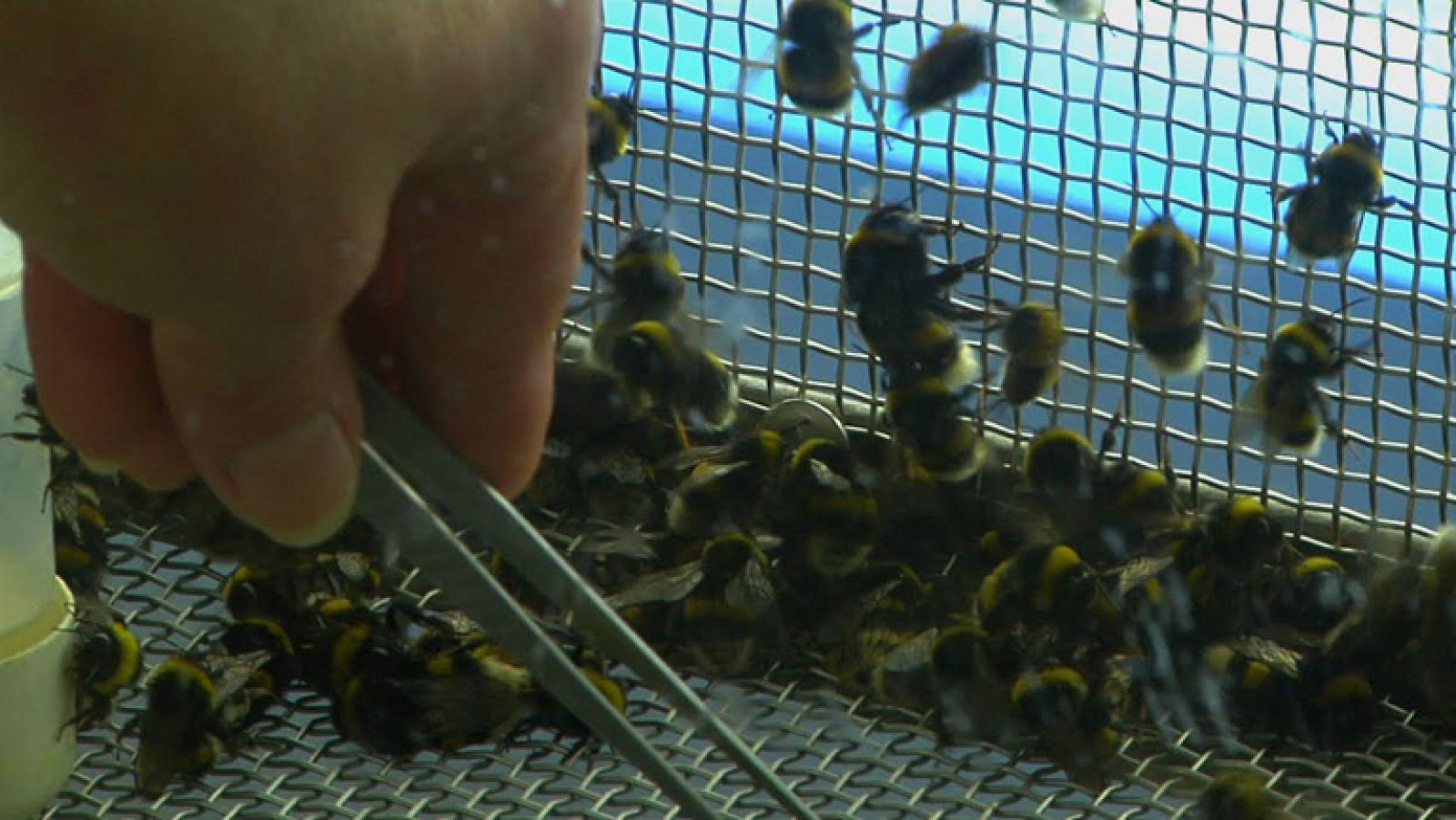 Un criadero de abejorros muy especial