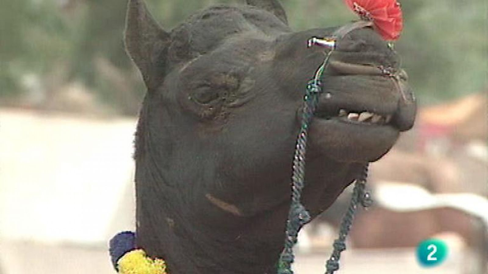 Otros Pueblos - Los camellos de la luna (India)