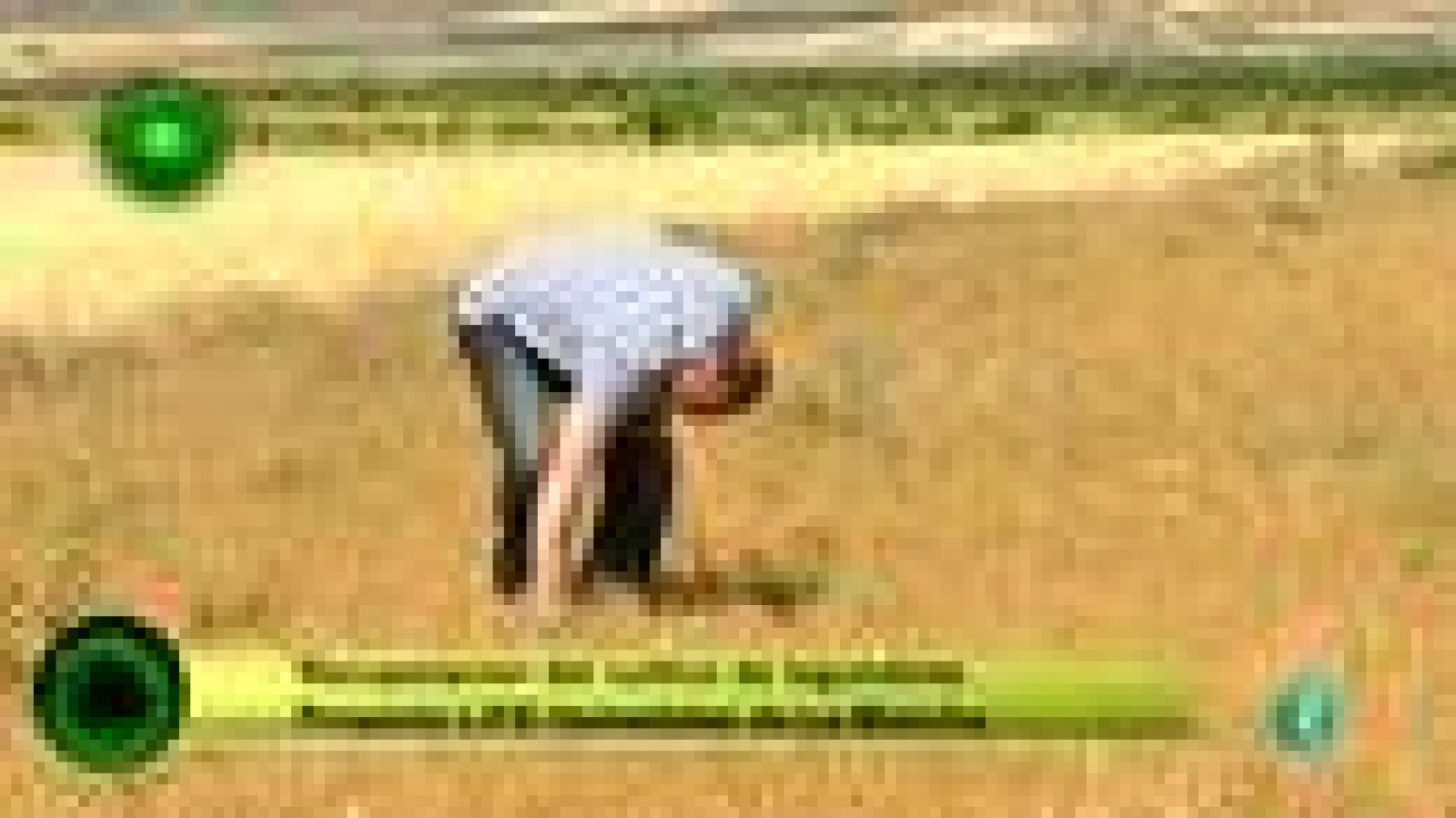 Agrosfera: COSECHA DE LEGUMBRES | RTVE Play