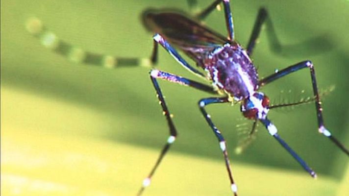 Aquí la Tierra - Tigatrapp, la aplicación que lucha contra el mosquito tigre