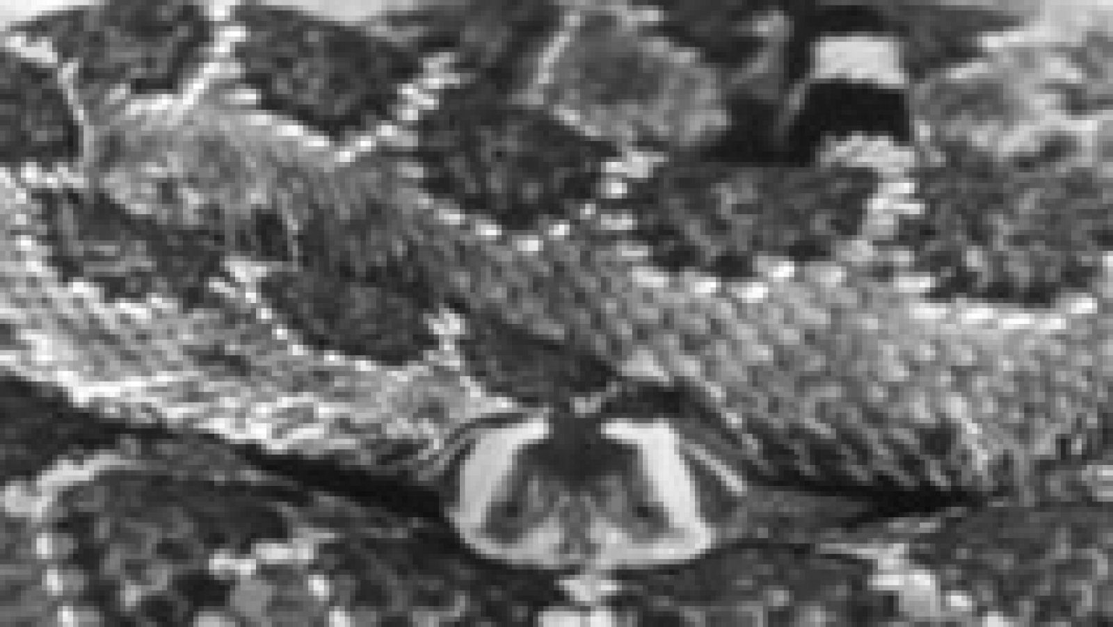 Fauna - Las serpientes 