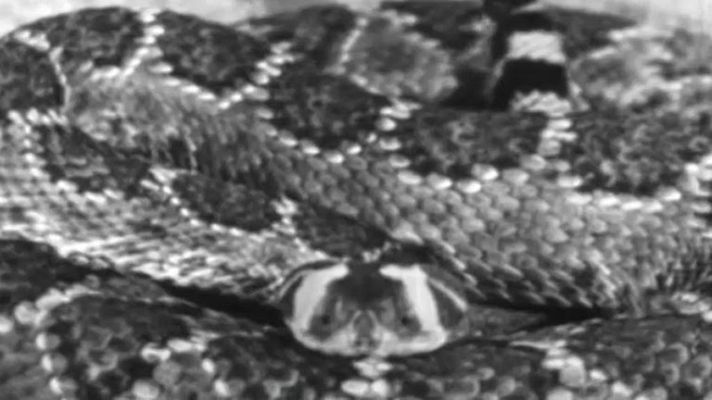 El planeta azul - Las serpientes