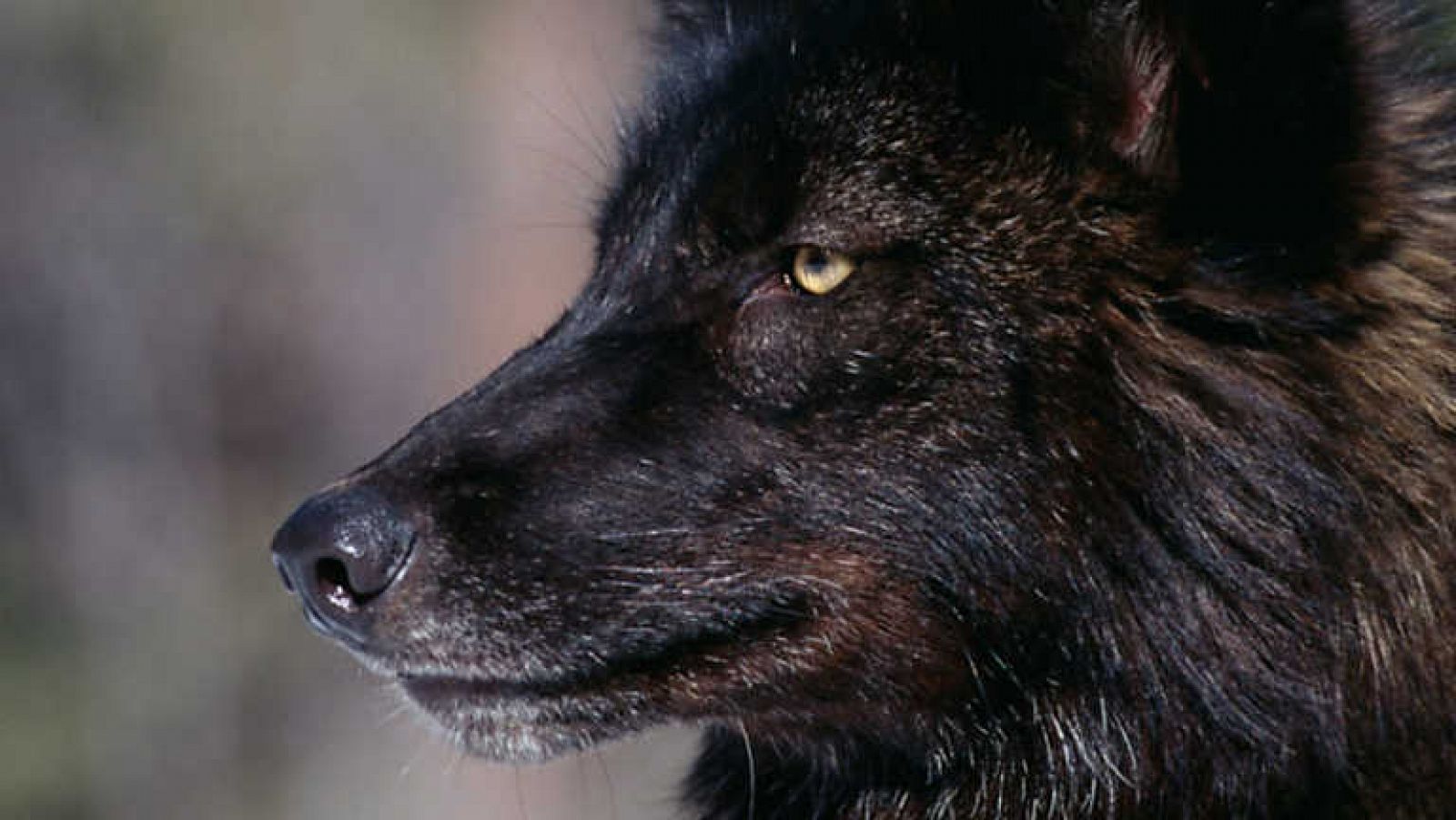 Grandes documentales: El auge del lobo negro | RTVE Play