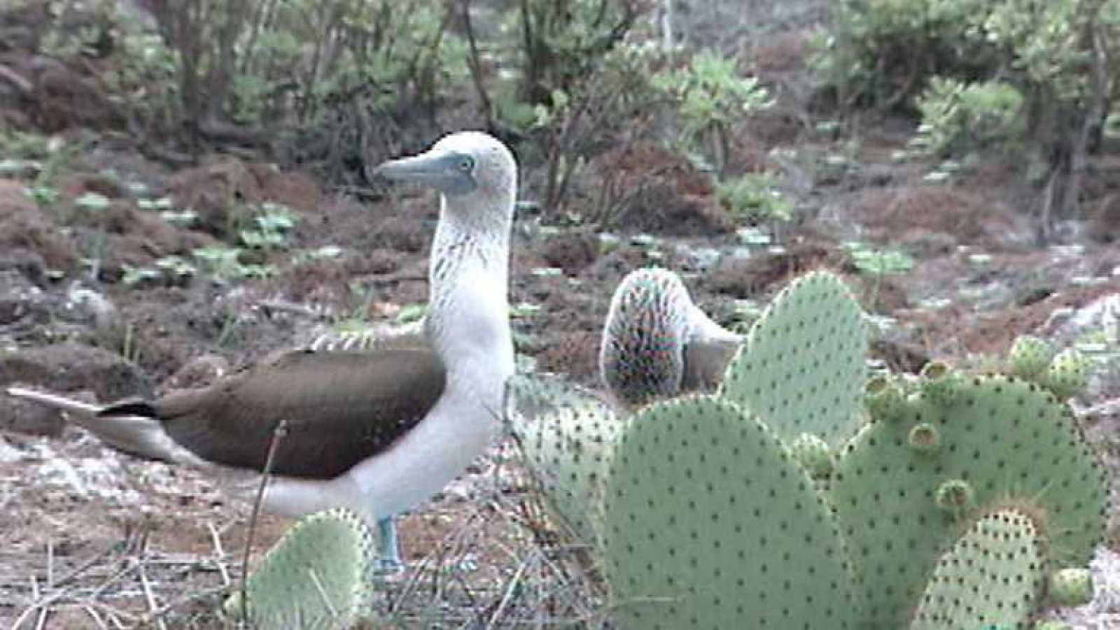 Otros pueblos - Animalia: Galápagos del Ecuador - ver ahora