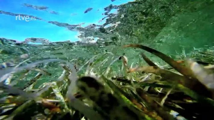 Capitán Q - La posidonia