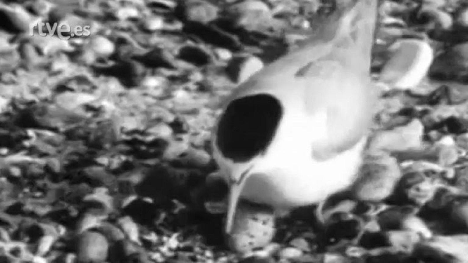 Fauna - Las aves marinas