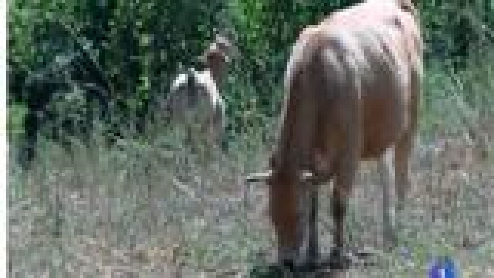 Asturias en 2' - 25/07/14 | Ver