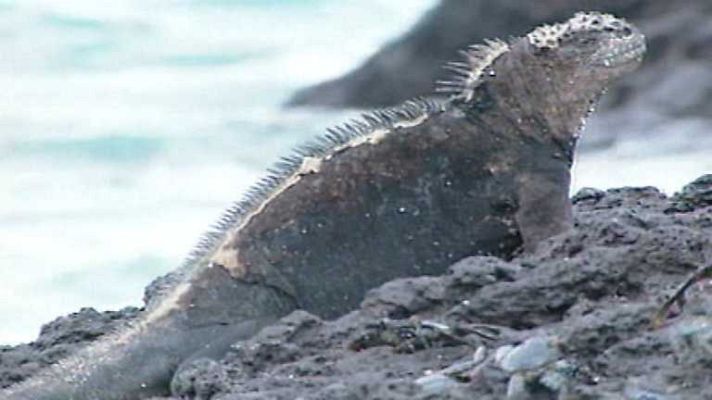 Otros pueblos - Hombres y lobos de mar (Ecuador)