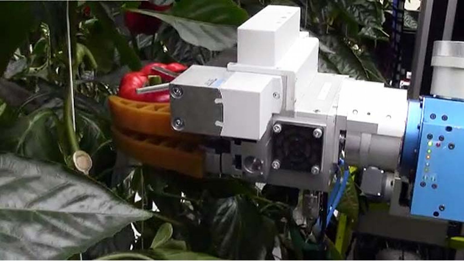  El robot del proyecto Crops recolectando hortalizas en un invernadero