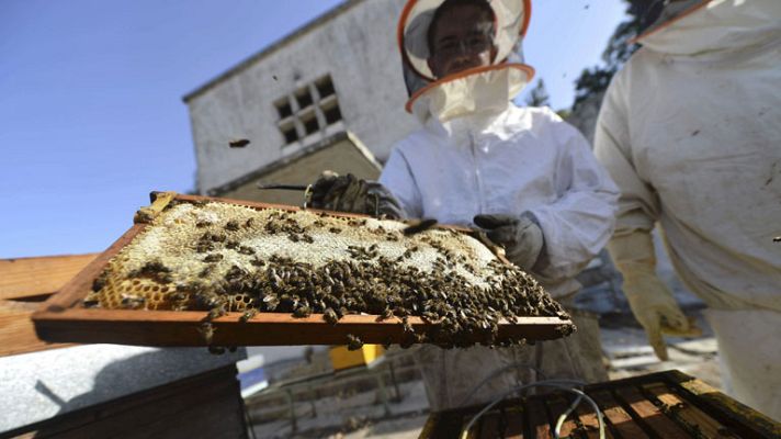 Telediario 1 - Con el calor aumentan las picaduras de insectos