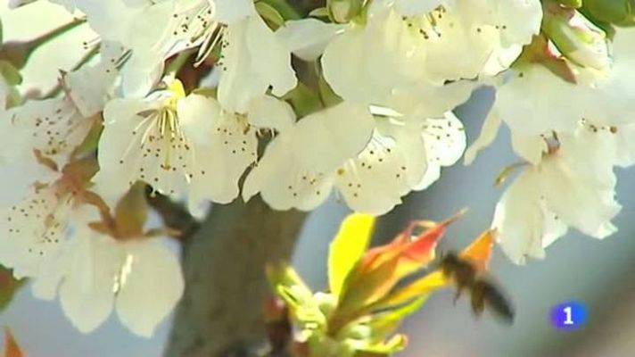 L'Informatiu - El perill de l'alèrgia a les picades