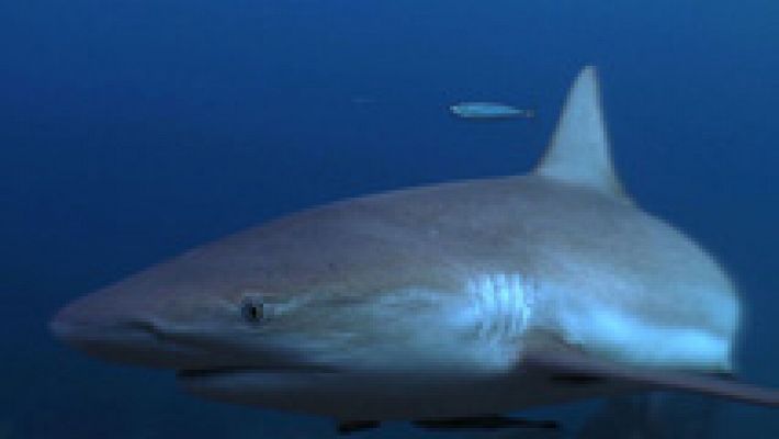 Paraísos submarinos - La 2 de TVE estrena la serie documental 'Paraísos submarinos'