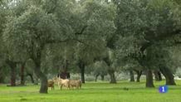 Noticias de Extremadura - Noticias de Extremadura 2 - 31/07/2014