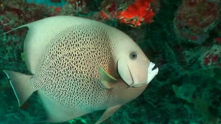 Paraísos submarinos - Secreto Maya