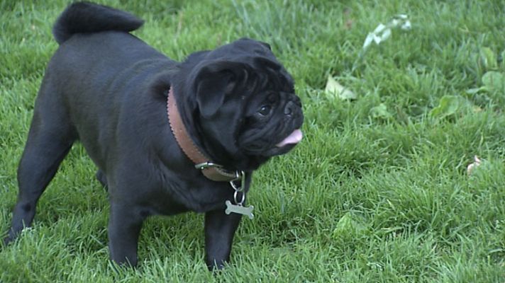 Telediario 1 - Cuidadores de mascotas en vacaciones