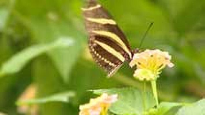Crían mariposas de hasta 35 especies en un zoo de Cantabria
