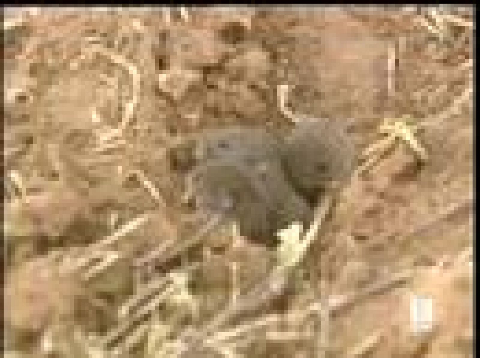 La plaga de topìllos ha dejado de ser una preocupación | Ver